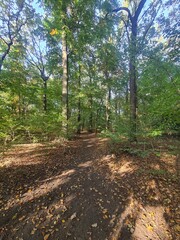der wunderschöne Plänterwald in Berlin Treptow, an einem Tag mit herrlichem Sonnenschein