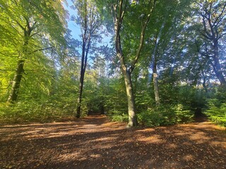 Spaziergang durch den Plänterwald in Berlin Treptow