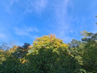 Baumkronen und blauer Himmel in Berlin Treptow (Plänterwald)