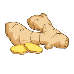 Fresh ginger root and sliced pieces, colorful vector illustration