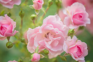 pink roses in garden