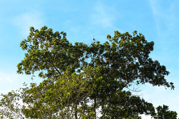 You can see the tip of the tree with green leaves against the blue sky
