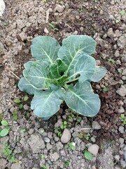 lettuce in the garden