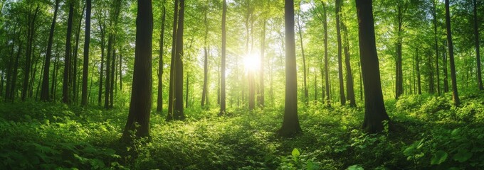 Obraz premium Sunlight streams through a dense green forest, illuminating the forest floor with a golden glow.