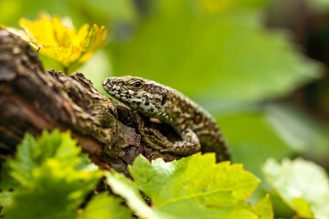 lézard des murailles sur un cep