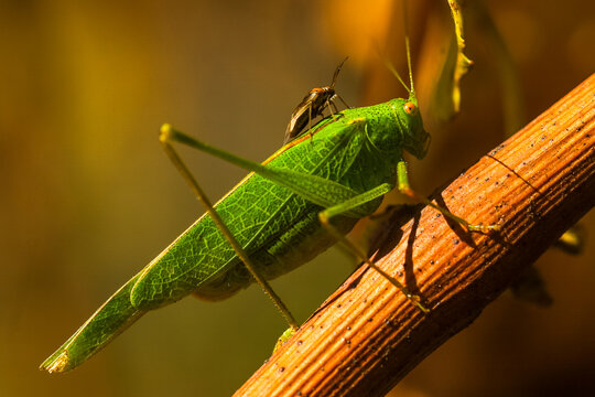 sauterelle verte sur un sarment