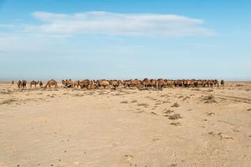 Uzbekistan, Camels grazing in Kyzylkum desert. lots of camels to graze in nature.