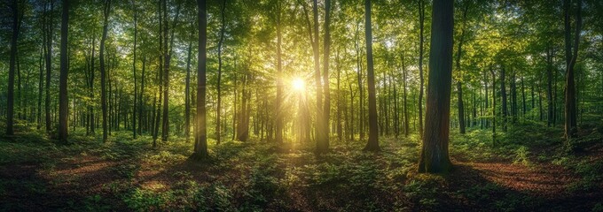 Obraz premium Sunlight shining through a dense forest.