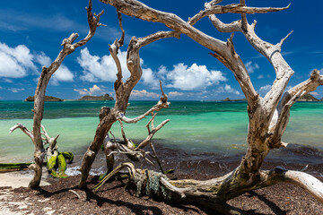 Tropical turquoise Hermitage seascape of Carriacou framed by a tangle of dead sea grape tree roots...