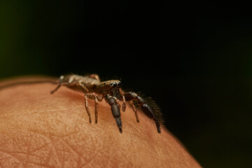Spider in Its Natural Habitat Close Up