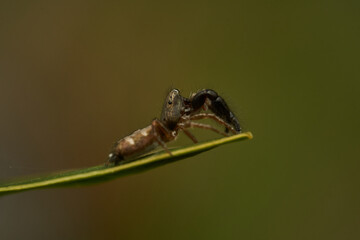 Spider in Its Natural Habitat Close Up