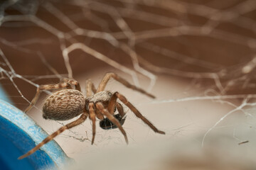 Spider in Its Natural Habitat Close Up
