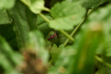 Spider in Its Natural Habitat Close Up