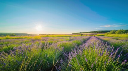High-end photography of a serene countryside with a field of lavender and a clear blue sky