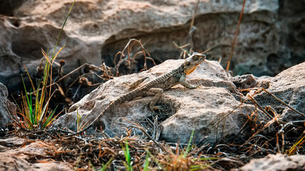 Lizard sitting on a rock, looking out from behind a Bush, basking in bright sun.