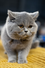 British shorthair cat 
