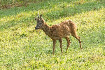 Chevreuils.