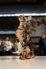 Cornish Rex cat, cat show, cat portrait