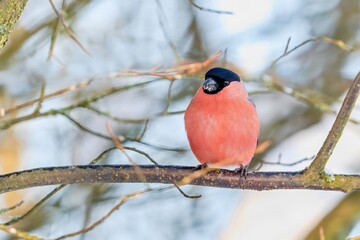 A male bullfinch sits ona branch.  Pyrrhula pyrrhula