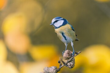 A cute blue tit sits on a dry larch twig with nice cones in autumn. Cyanistes caeruleus