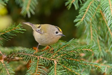 A cute goldcrest sits on a spruce twig and looks for food. Regulus regulus.