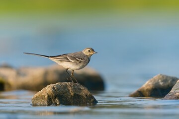 A young  White Wagtail (Motacilla alba) sits on a stone sticking out of the water. 