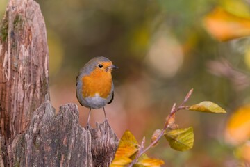 A cute redbreast sits on tree stump.  Erithacus rubecula. Europeasn robin with beautiful autumn background.