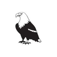 eagle on a white background