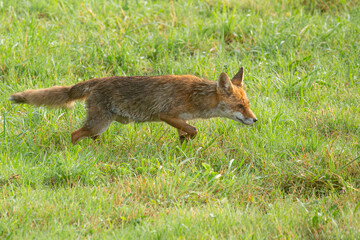 Renard roux.