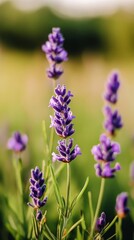 Obraz premium Vibrant purple flower blooming in a natural landscape during a sunny day in spring