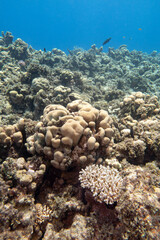 Colorful, picturesque coral reef at bottom of tropical sea, hard corals, underwater landscape
