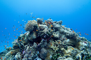 Colorful, picturesque coral reef at the bottom of tropical sea, hard corals and fishes Anthias, underwater landscape