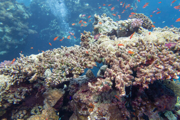 Fototapeta premium Colorful coral reef at the bottom of tropical sea, finger coral and fish anthias, underwater landscape