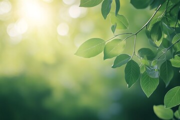 Bright sunlight filtering through fresh green leaves in a serene natural setting