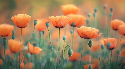 Obraz premium A field of vibrant orange poppies in full bloom
