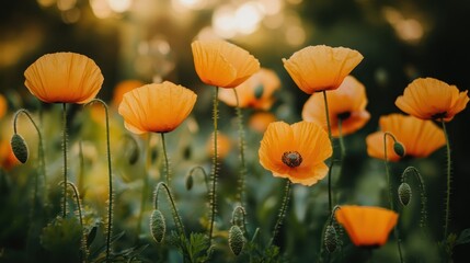 Obraz premium A field of vibrant orange poppies in full bloom