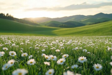 Beautiful wildflower meadow at sunset with sun rays illuminating the landscape