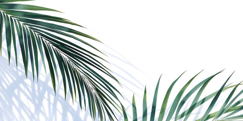 Obraz premium Trendy watercolor draw of palm leaves 