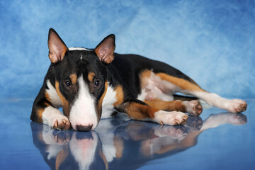 tricolor miniature bull terrier dog lying on blue background