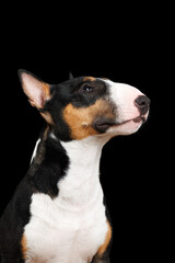 tricolor bullterrier dog portrait on black background