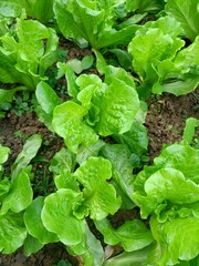 lettuce in a garden