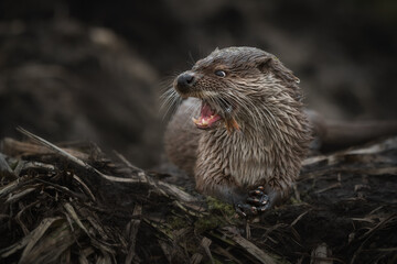 River otter lies on the ground with its jaw bared.