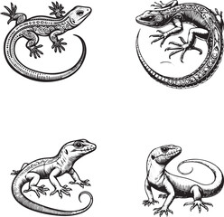 Hand-Drawn Dragon Illustrations Set