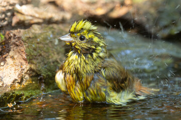 bruant jaune.