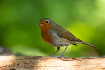 Rouge gorge.
