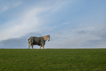 British countryside. A horse on a green pasture with blue sky. Minimal style