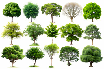 Fototapeta premium Collection of Lush Green Trees. Nature Photography