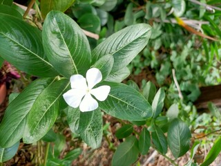 flower in the garden