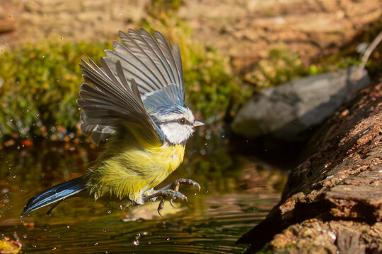 M&eacute;sange bleue