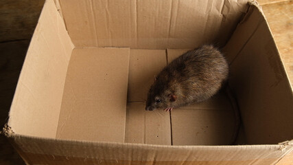 Gray rat in a cardboard box.